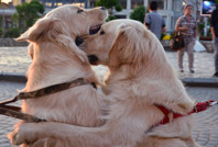 Golden Retriever cinsi köpekler hakkında dikkat çeken araştırma