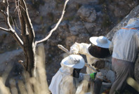 Hasadı için kilometrelerce yürüyorlar! Şifa niyetine toplanan kaya balı 7 bin TL’den satılıyor