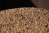 Nohut ithalatında gözetim uygulaması kaldırıldı