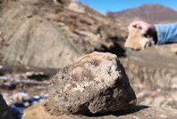 Bingöl'de 50 milyon yıllık fosiller bulundu