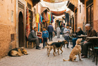 Futbol için sokak köpekleri vahşice öldürülüyor: Fas'ta büyük tartışma