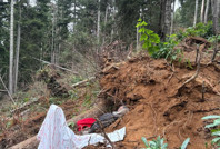 Kestiği ağacın altında öldü