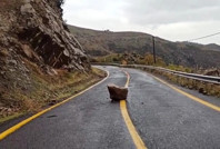 Tekirdağ’da yağış sonrası kaya parçaları yola yuvarlandı