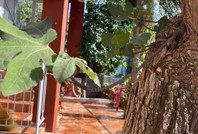 70 yıllık dut ağacının gövdesinden incir ağacı çıktı