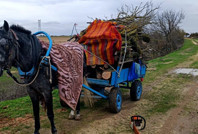 Merada ağaç kıyımına gözaltı