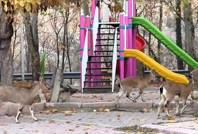 Park, keçilere kaldı