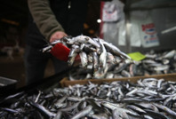 Tek tür avcılığı teknelerin rotasını değiştirdi