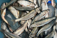 İnci kefalinin nesli ciddi tehdit altında: Tür yok olabilir