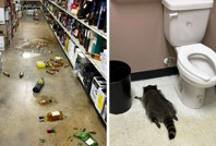 Sarhoş rakun içki dükkanını talan etti