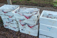 Yarım ton balığa el konuldu