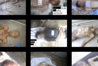 Esad rejiminin işkence ve infazları ifşa oldu