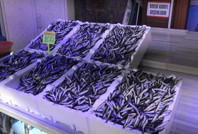 Gelecekte hamsiye hasret kalacağız