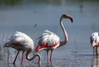 Tuz Gölü’nde su seviyesi yükseldi, flamingolar geri döndü