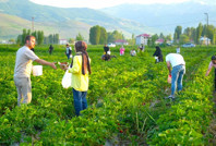Bu tarlada sınırsızca yemek bedava, götürmek parayla