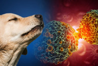 Köpekler kanseri koklayabiliyor mu? Bilim insanlarından şaşırtan yanıt