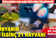 Fotoğraflarını görenler aynı şeyi söylüyor! İşte dünyanın en ilginç 21 hayvanı
