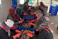 335 nüfuslu köy bu işten yıllık 500 milyon lira kazandırıyor