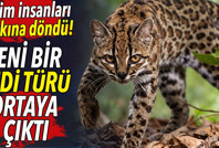 Yeni bir kedi türü ortaya çıktı. Bilim insanları şaşkına döndü