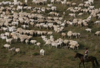 Üniversite mezunları çoban olmak için yarıştı. 50 bin liralık işe 800 kişi başvurdu