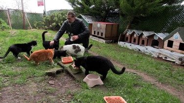 ‘Kedi Köyü’nün sınırları genişledi: 200 kedinden, bin 200 kediye çıktı