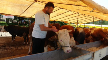 Tarımda afet yılı: Şap salgını daha ölümcül