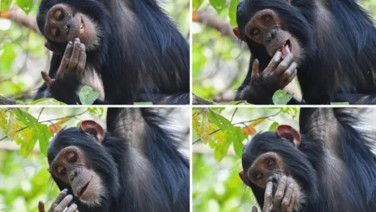 2025'in en komik hayvan fotoğrafları