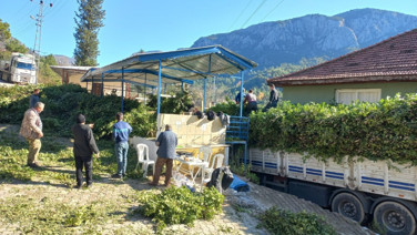 Doğal şifa kaynağı: Dağlarda hasat edip 25 liraya satıyorlar