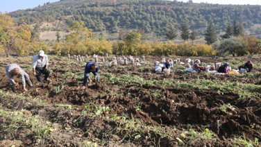 Son hasat yapıldı: Tarlada 30 lira, manavda 70 lira