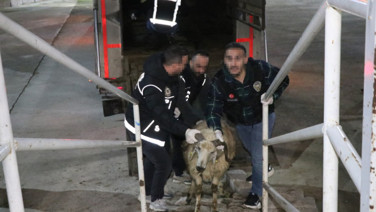 Zehir tacirlerinden akılalmaz plan: Hayvanların karın boşluğuna gizlemişler