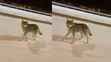 Şehre inen kurt böyle görüntülendi