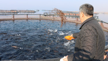 Nehirde üretip dünyaya satıyor: Yılda 5 milyon dolar