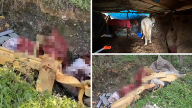 Otoyol kenarındaki kemikler jandarmayı at kasaplarına götürdü