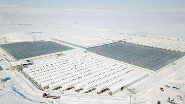 Eksi 25 derecede domates üretiliyor