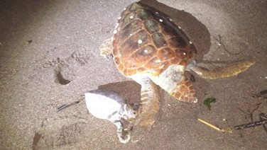 Marmaris'te 2 caretta caretta kıyıya vurdu