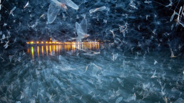 Doğanın saklı yüzü: Yılın Yakın Plan Fotoğrafçılığı kazananları belli oldu