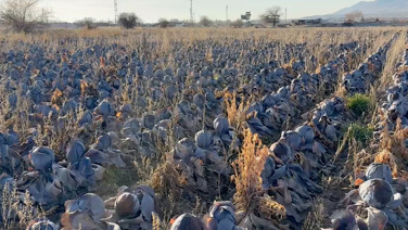 Pazarda 80 TL'ye satılıyor, çiftçiden 5 TL'ye almak istediler