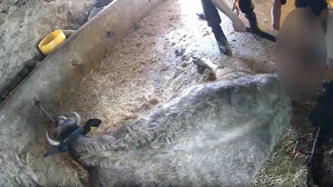 Veterinerler ayakta: Suç duyurusunda bulunacağız