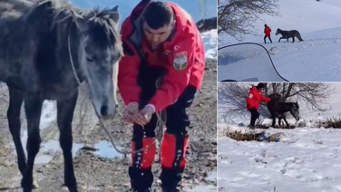 Kurtların saldırısına uğrayan ve dağda mahsur kalan at kurtarıldı