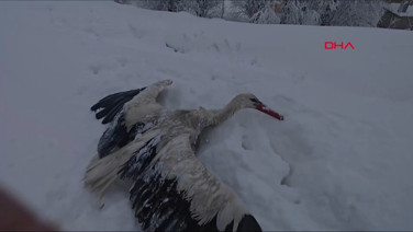 Yuvadan düşüp donan leyleği kurtardı