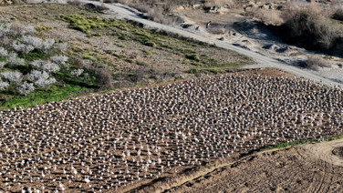 Baharın habercileri şehre akın etti