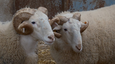 En değerli koçlar ikinci el araba fiyatına satılıyor