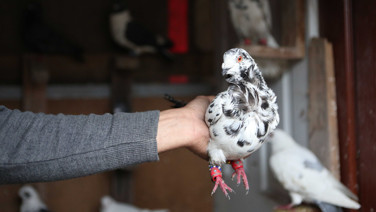 Maliye güvercin satıcılarının peşine düştü