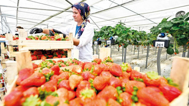 Böyle giderse açlık kapıya dayanır