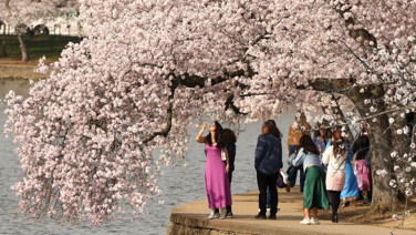 Kiraz çiçekleri büyüledi, ortaya kartpostallık görüntüler çıktı