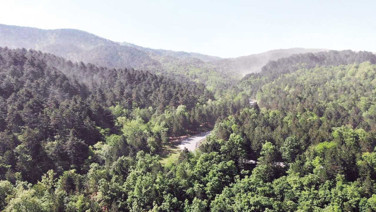 180 bin futbol sahası kadar orman alanı tehdit altında