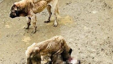 Aç bırakılan köpekler birbirini yedi: İnceleme başlatıldı