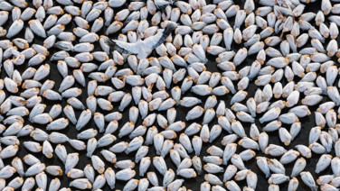 Bir yıl kurudu, bu yıl bambaşka bir manzara sundu