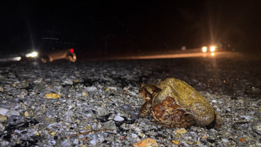 Beş bin yıllık göç başladı: Otoyolu kullanıyorlar