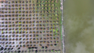 Üretici zamanla yarışıyor: Tarlada endişe yaratan görüntü