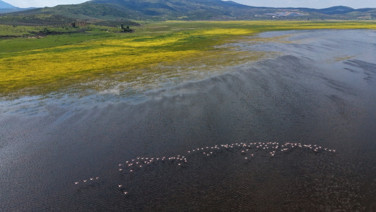 2021'de tamamen kurumuştu, yeniden kuşlara yuva oldu